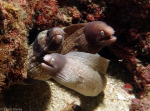 Three moray eels Malapascua