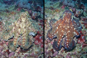 Colour-changing octopus