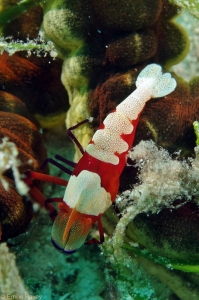 Commensal shrimp Malapascua