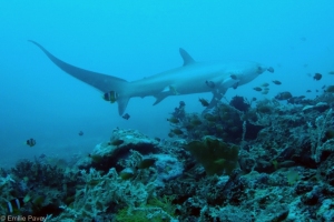 Thresher shark Malapascua