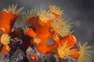 Orange cup corals HK