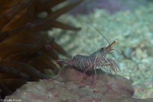 shrimp Hong Kong