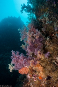 Sambawan soft coral