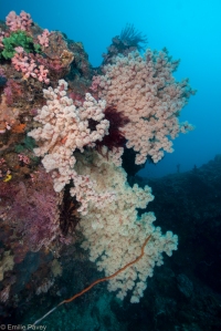 Sambawan soft coral