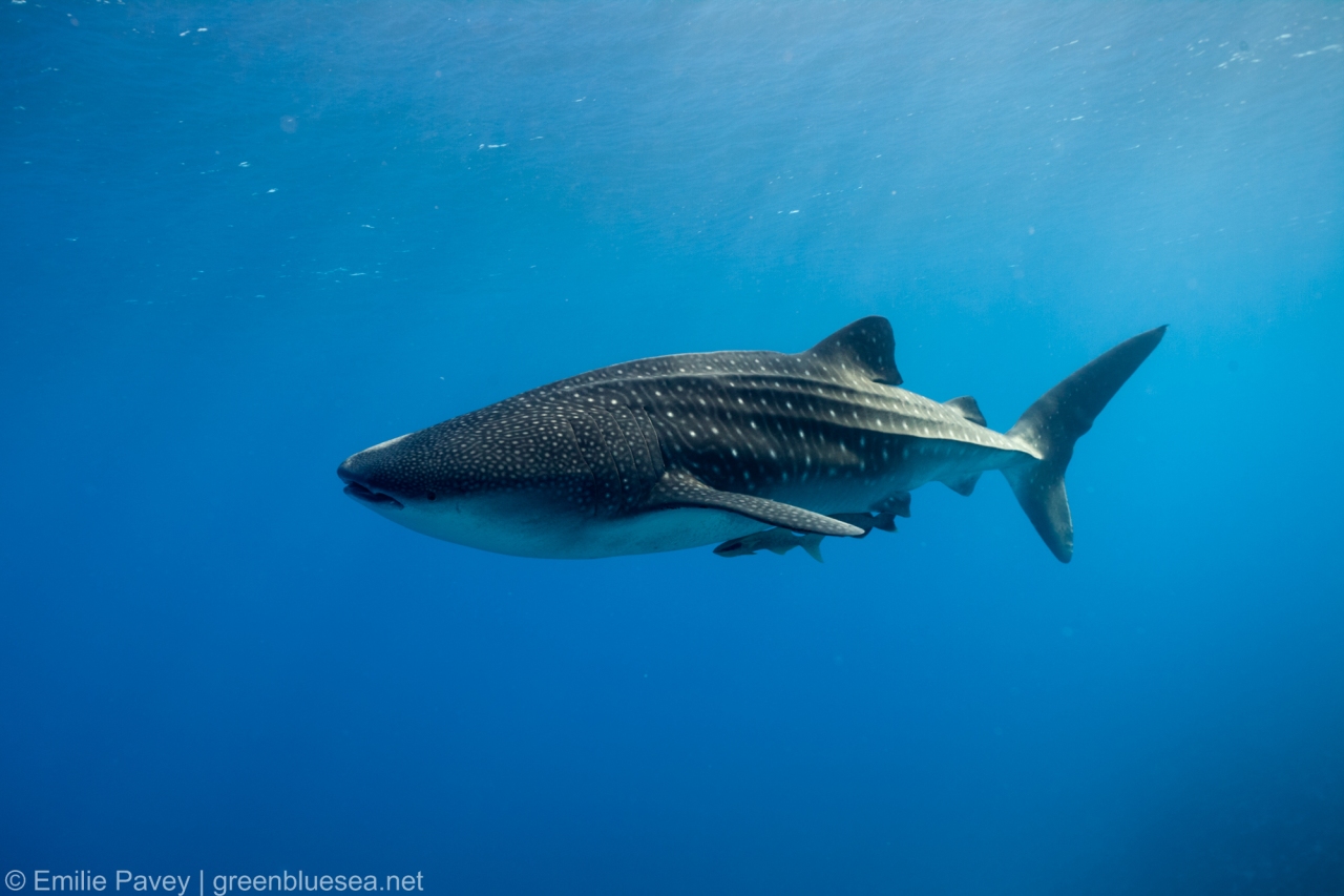 whale shark-8164